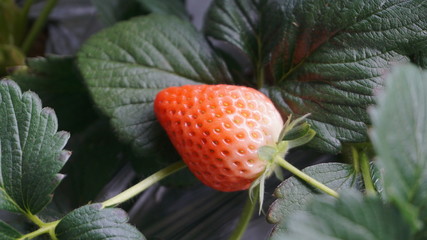 strawberry