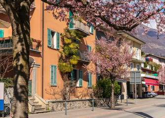 Fototapeta na wymiar Spring in Ascona with beautiful sakura trees