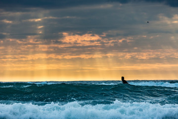 Fototapeta premium Sufers riding into colorful sunset at Piha Beach, New Zealand