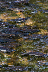 River full of salmon