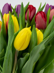 Tulip Flowers 