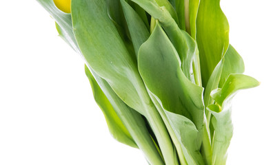 Obraz premium Tulip Flowers 