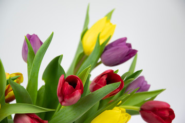 Obraz premium Tulip Flowers 