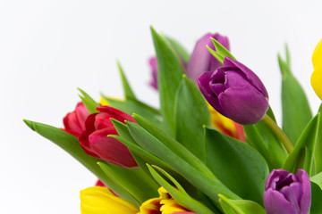 Tulip Flowers 