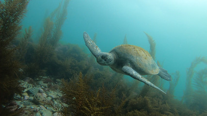 Obraz premium Sea Turtle