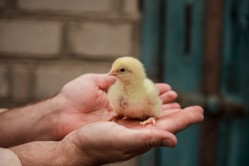 newborn chick on a farmer's hand