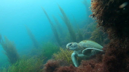 Green sea turtle