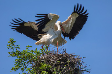 Weißstorchenpaar 13