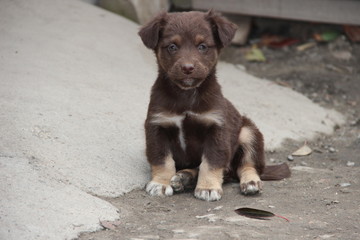 Щенок. Друг