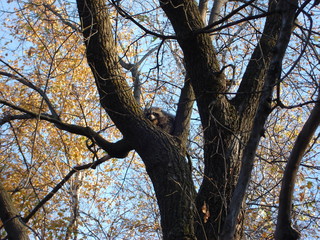Raccoon in Boxelder