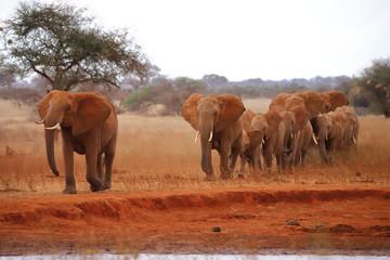 Wandering herd of elephants