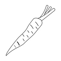 Carrot vegetable fresh food in black and white