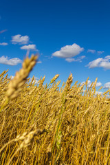 Fototapeta premium Wheat field on bright sunny day against a blue cloudy sky