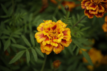 marigold