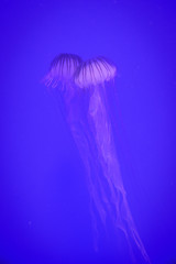 Jellyfish in Valencia oceanografic