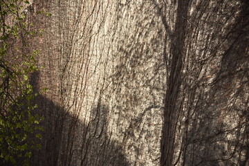 textura árbol 