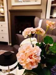 geranium in a pot, standing on the table in the living room.