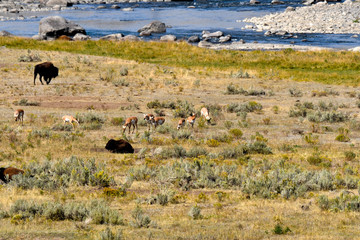 Buffalo and Antelope in Yellowstone National Park