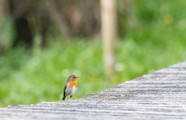 the robin, as the master of the catwalk!