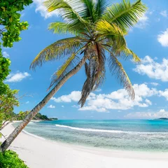 Rolgordijnen Kokospalme am Strand in den Tropen © eyetronic