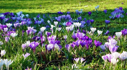 field of purple crocus flowers.