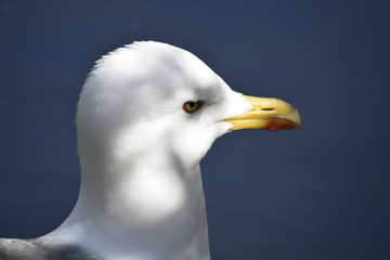 seagull