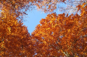 herbstliche Farbenpracht der Buchen