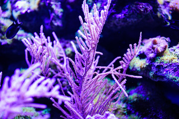 Wonderful and beautiful underwater world with corals and tropical fish.