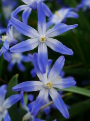 Small pale blue and white chionodoxa (glory-of-the-snow) flowers