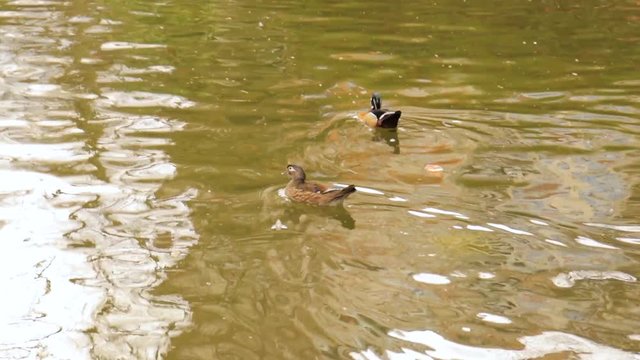 Two ducks swim to their pack in the pond in the park.