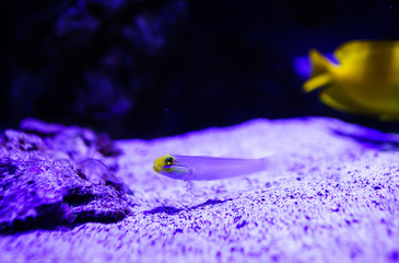 Wonderful and beautiful underwater world with corals and tropical fish.