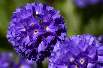 purple lilac