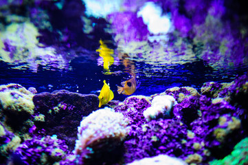 Wonderful and beautiful underwater world with corals and tropical fish.