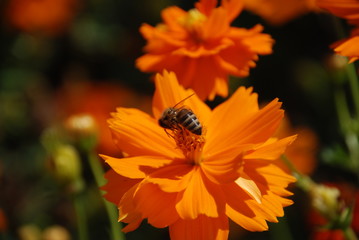 in search of nectar