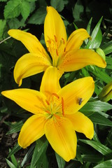 gelbe Lilien mit Fliege