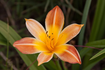 yellow orange daylily