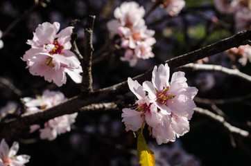 Almond tree blossom