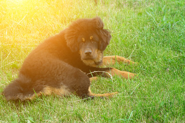 Puppy Tibetan Mastiff resting after a tiring walk. Dog portrait