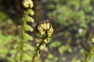 fern shoot