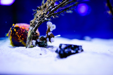 Wonderful and beautiful underwater world with corals and tropical fish.