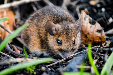 mouse in grass