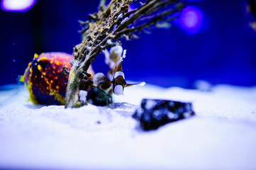 Wonderful and beautiful underwater world with corals and tropical fish.