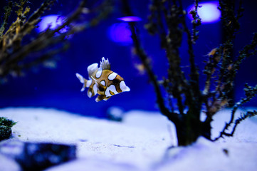 Wonderful and beautiful underwater world with corals and tropical fish.
