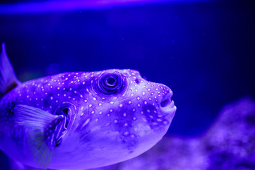 Wonderful and beautiful underwater world with corals and tropical fish.
