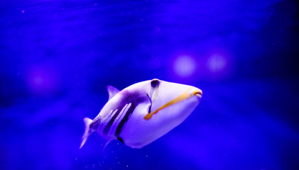 Wonderful and beautiful underwater world with corals and tropical fish.