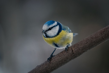 Blue tit