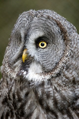 Ein freigestellter Bartkauzkopf in der Seitenansicht