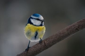 Blue tit