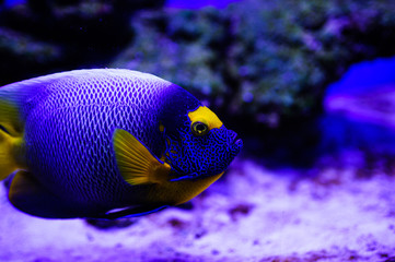 Naklejka premium Wonderful and beautiful underwater world with corals and tropical fish.