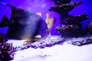 Wonderful and beautiful underwater world with corals and tropical fish.